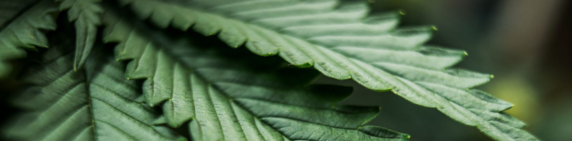 banner image of cannabis leaves